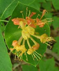 Lonicera dioica image