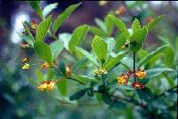 Image of Lonicera involucrata