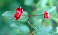 Lonicera involucrata image