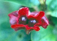 Lonicera involucrata image