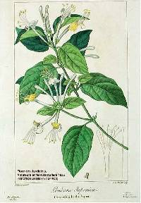 Lonicera japonica image