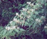 Lonicera maackii image