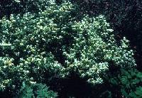 Lonicera xylosteum image