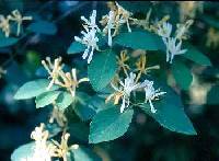 Image of Lonicera xylosteum