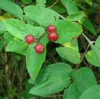 Lonicera X bella image