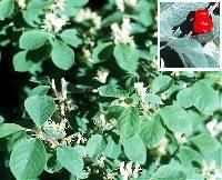Image of Lonicera x xylosteoides