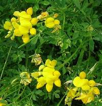 Image of Lotus corniculatus