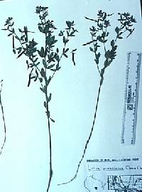 Lotus unifoliolatus var. unifoliolatus image