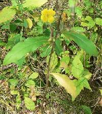 Image of Ludwigia alternifolia