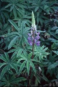 Image of Lupinus polyphyllus