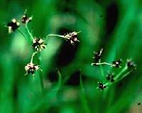 Image of Luzula multiflora