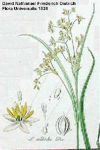 Luzula luzuloides subsp. luzuloides image