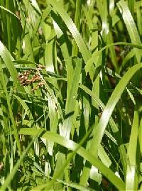 Image of Luzula luzuloides