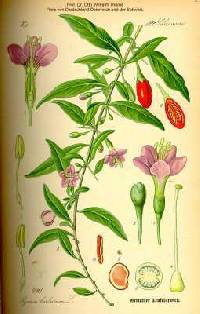 Lycium barbarum image