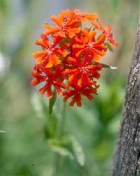 Silene chalcedonica image