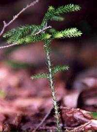 Dendrolycopodium dendroideum image