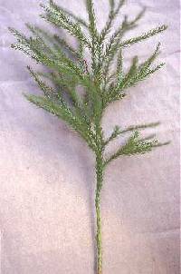 Image of Dendrolycopodium hickeyi