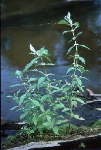 Image of Lycopus uniflorus