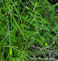Lycopus uniflorus image