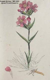 Silene viscaria image