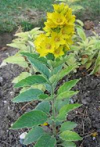 Image of Lysimachia punctata