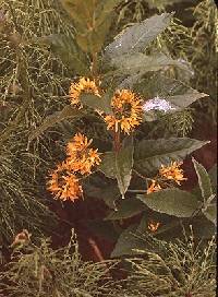 Image of Lysimachia x commixta