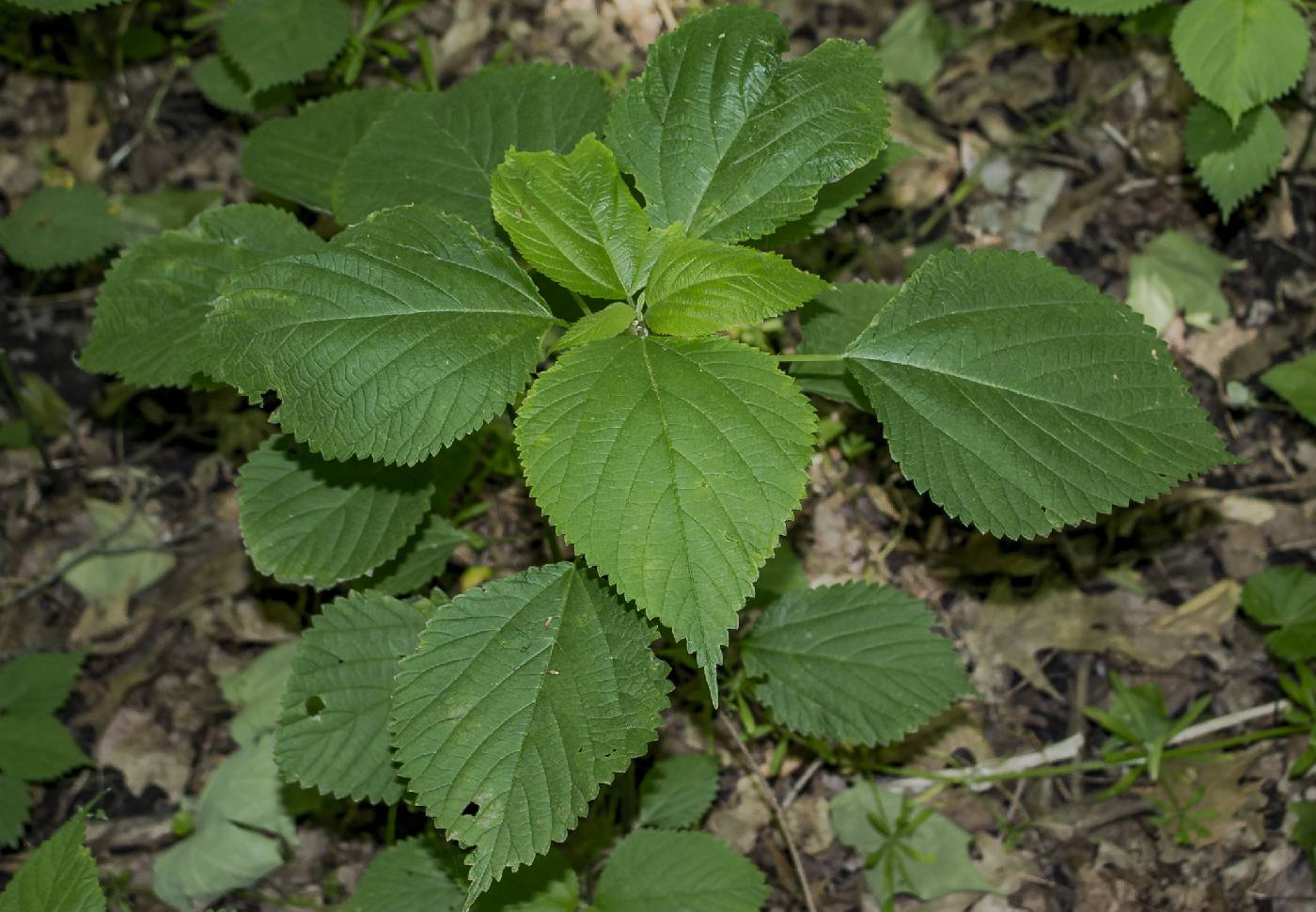 Laportea canadensis image