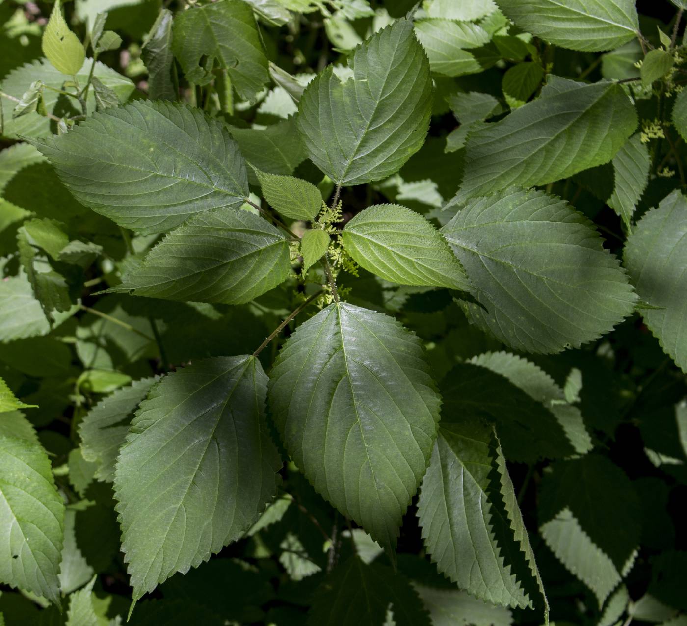 Laportea canadensis image