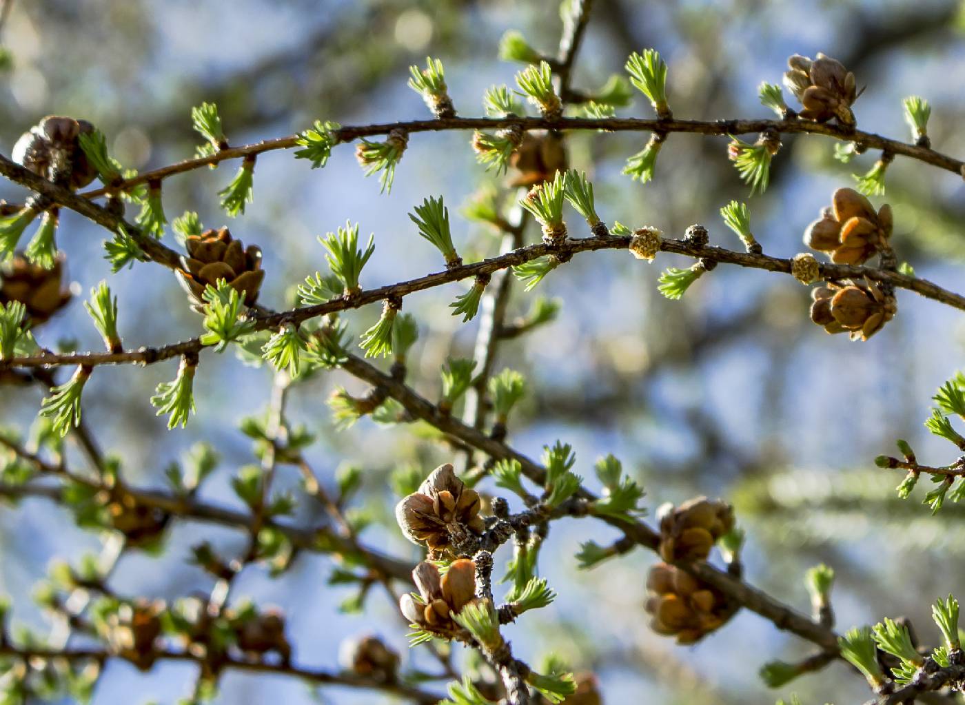 Larix laricina image