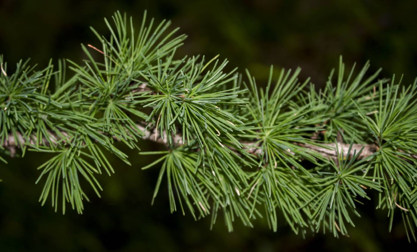 Larix laricina image