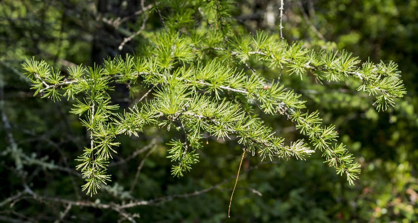 Larix laricina image