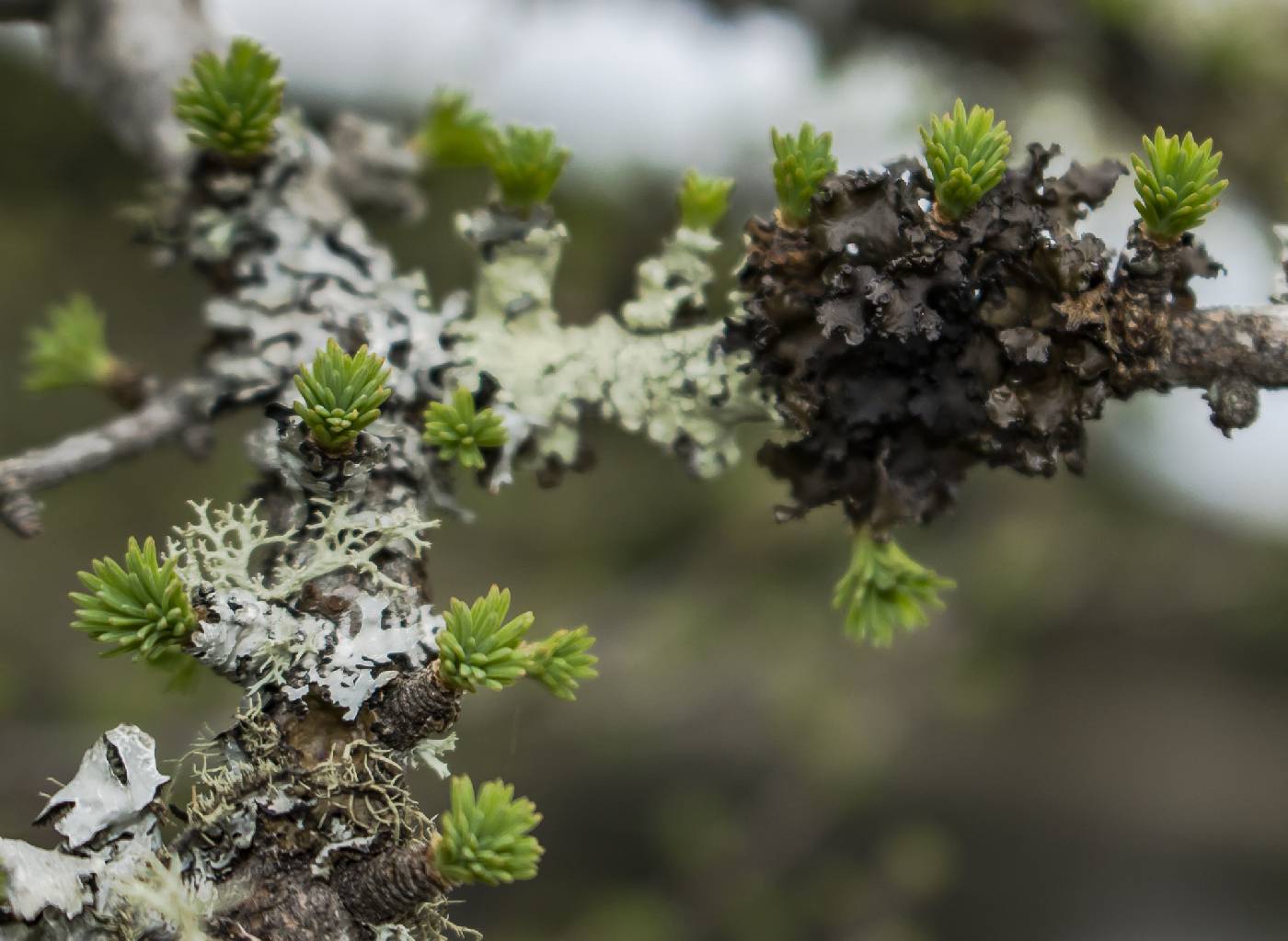 Larix laricina image