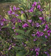 Lespedeza thunbergii image