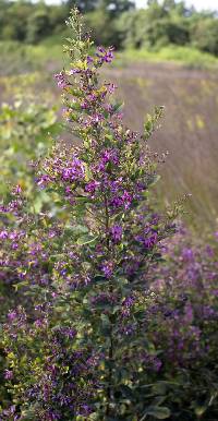 Lespedeza thunbergii image