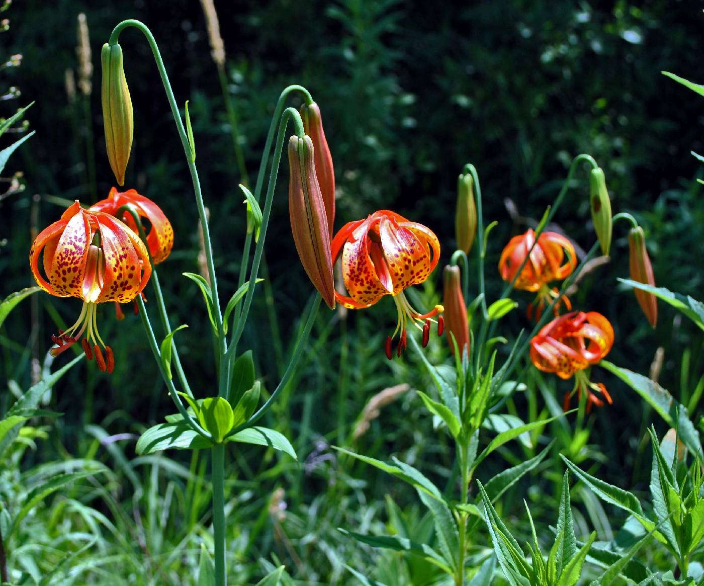 Lilium michiganense image