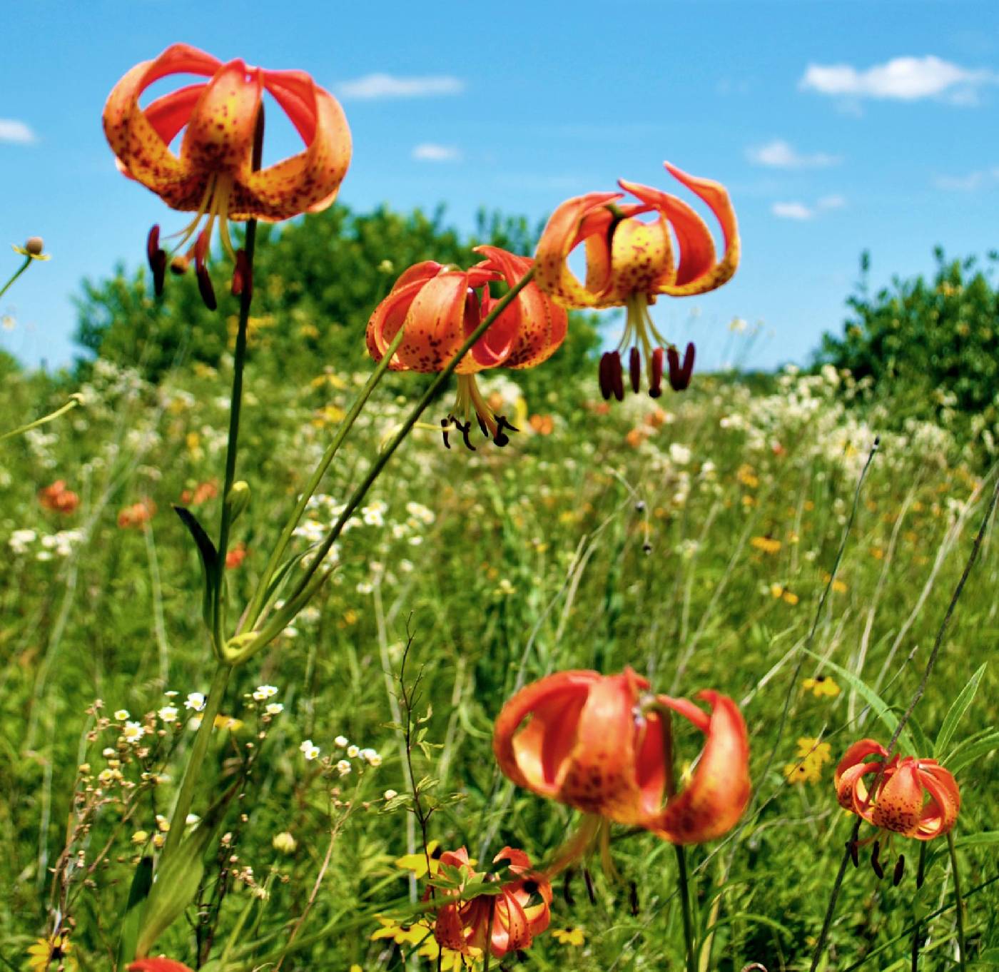 Lilium michiganense image