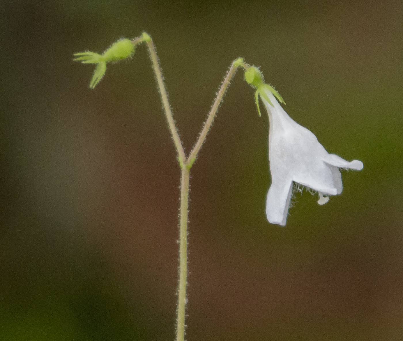 Linnaea borealis image
