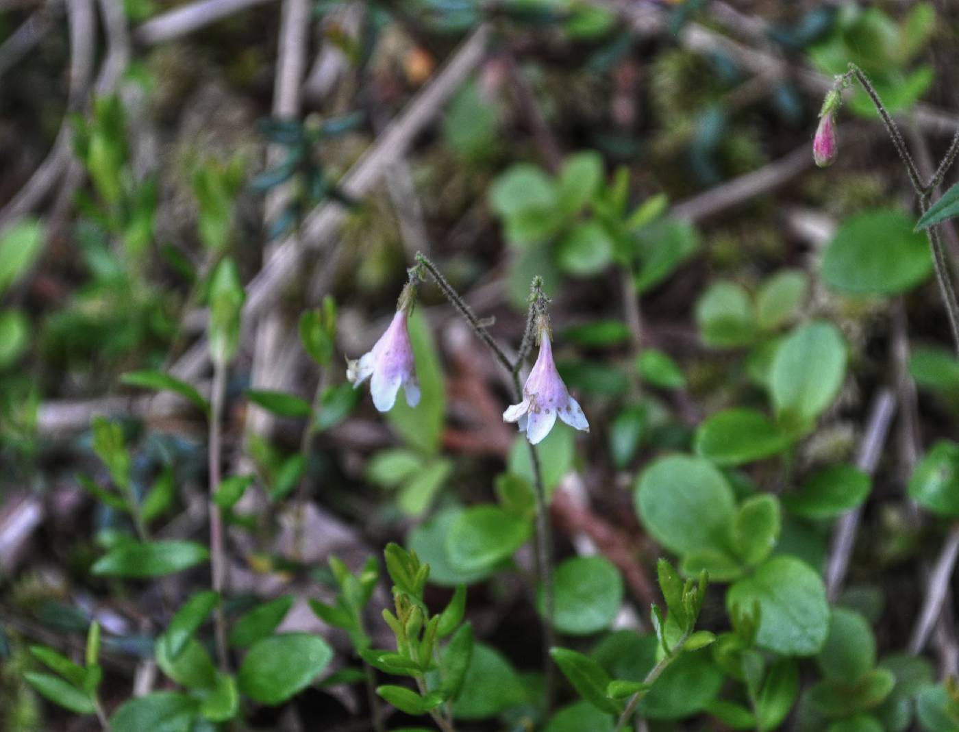 Linnaea borealis image