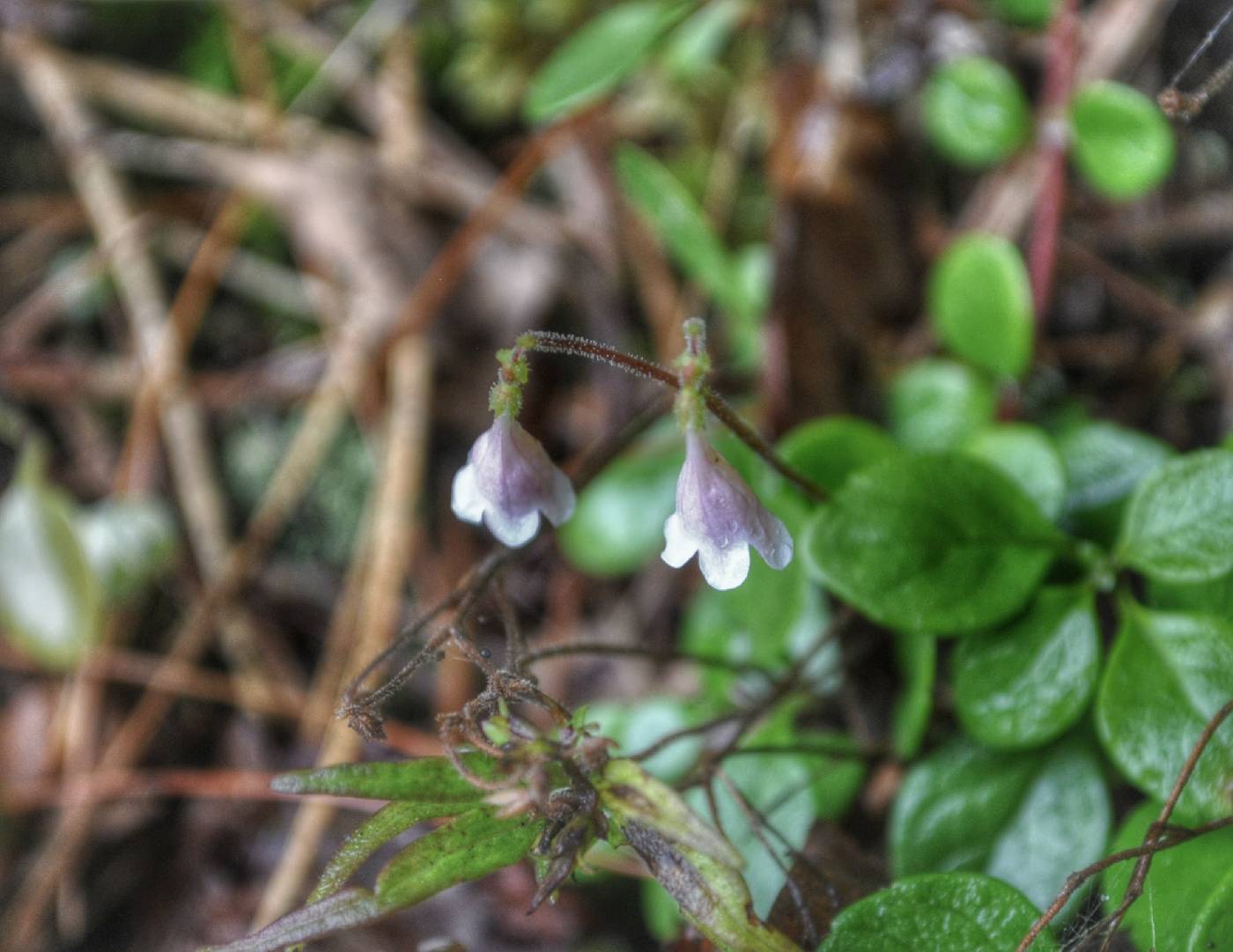 Linnaea borealis image