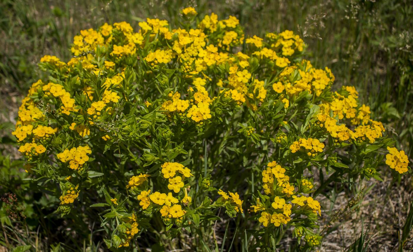 Lithospermum caroliniense image