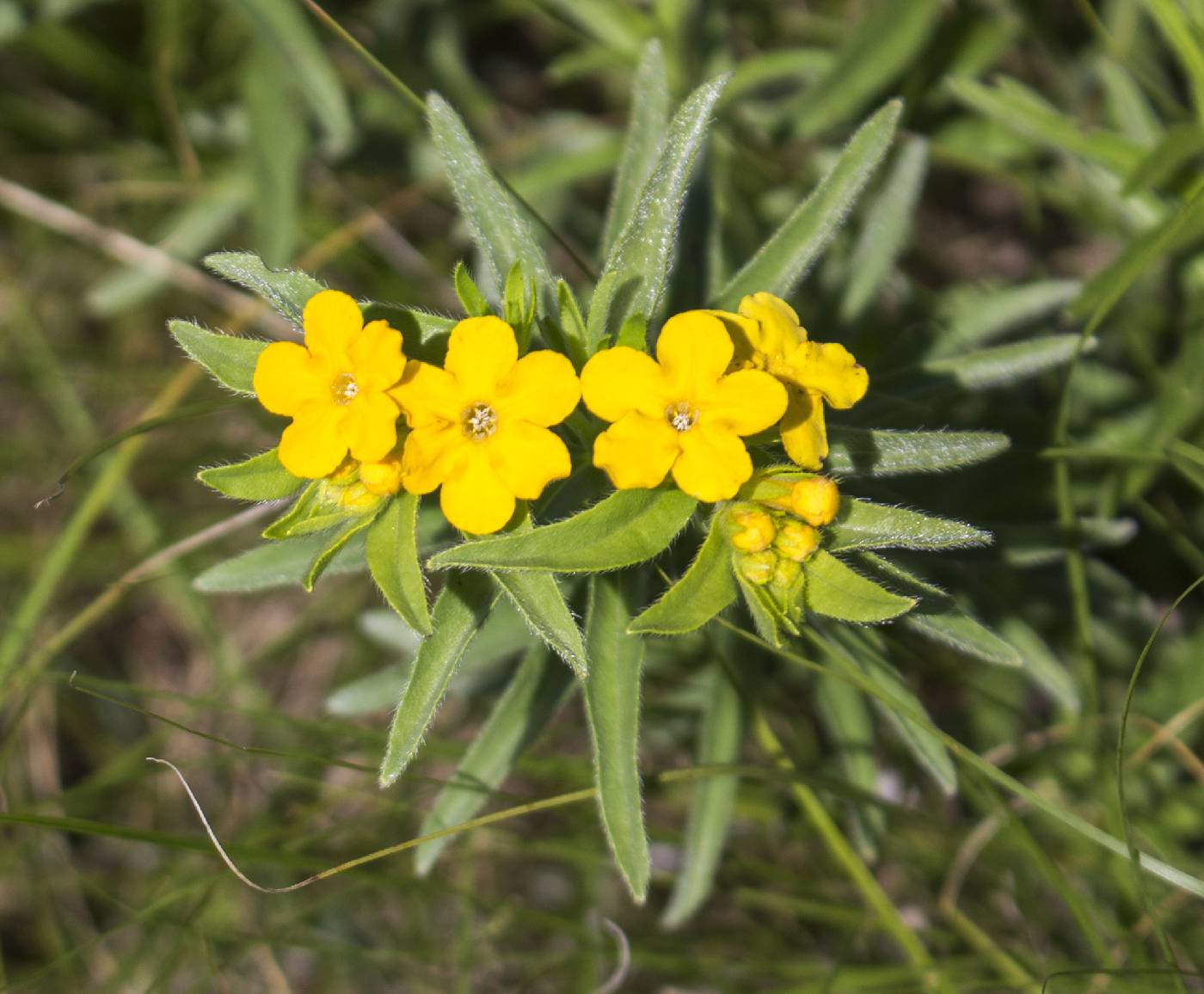 Lithospermum caroliniense image