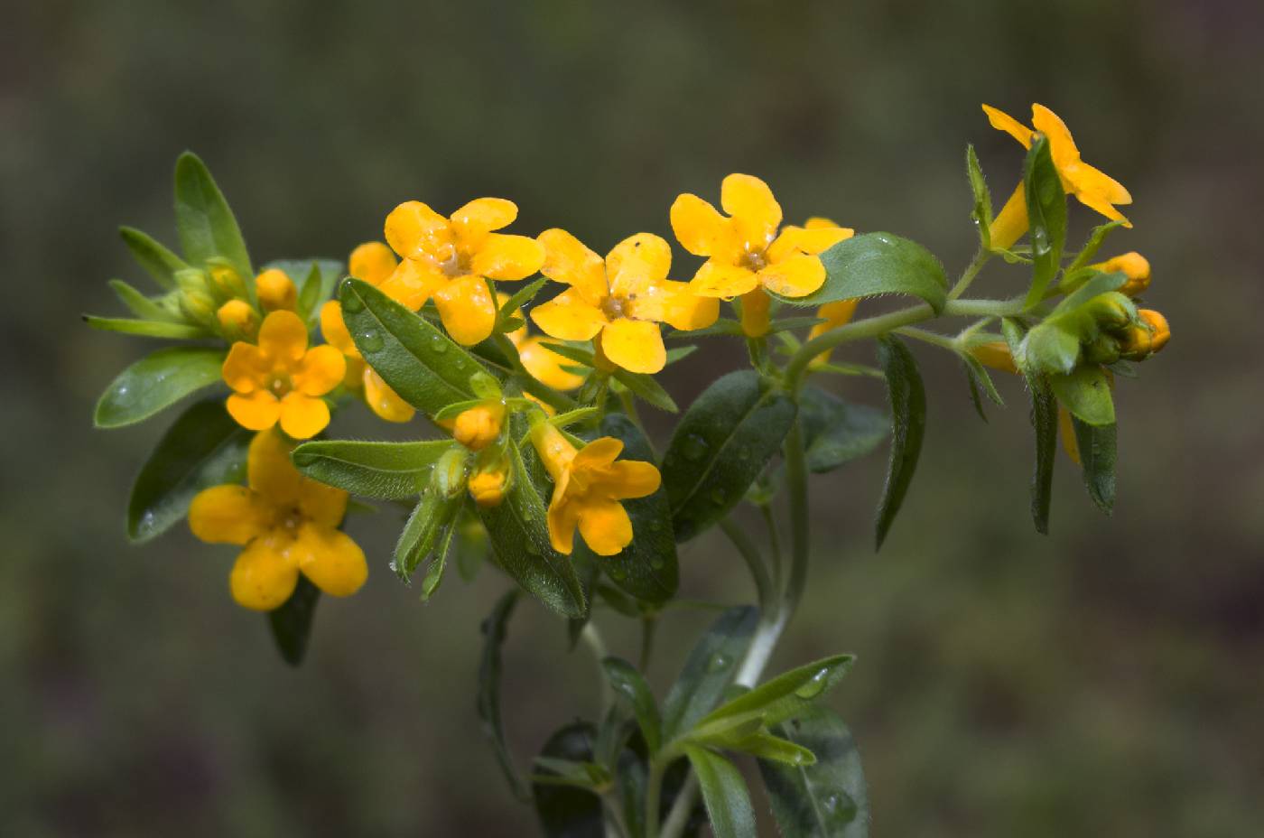 Lithospermum caroliniense image