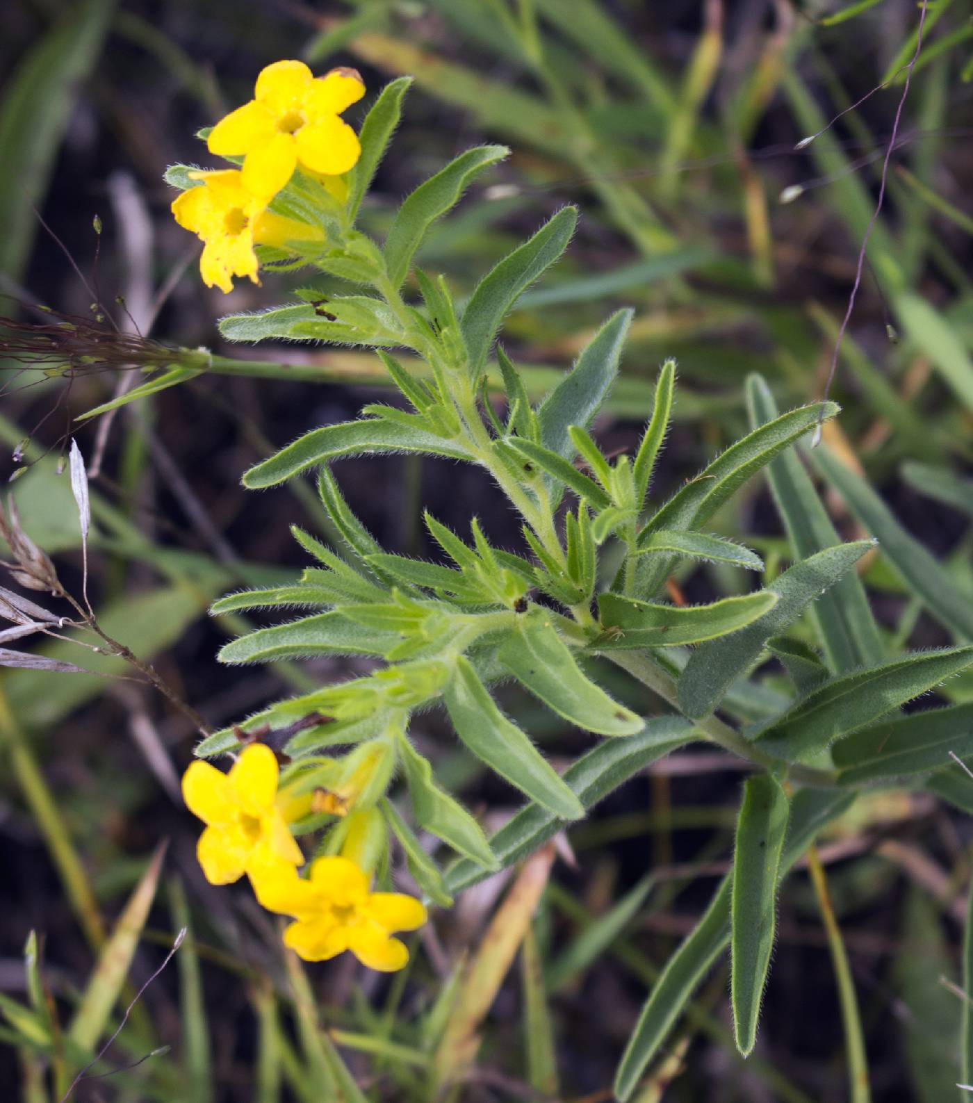 Lithospermum caroliniense image