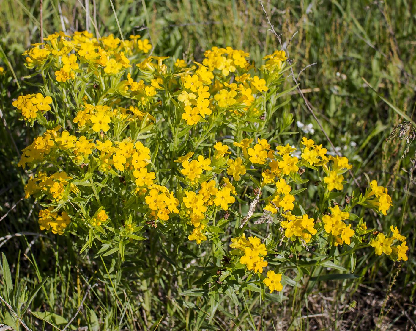 Lithospermum caroliniense image