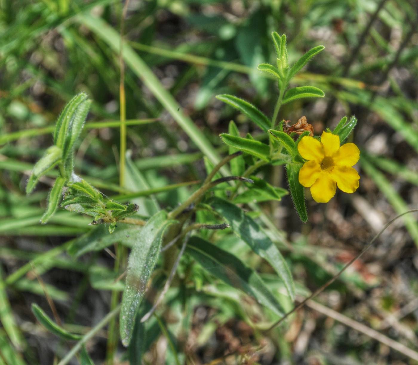 Lithospermum caroliniense image
