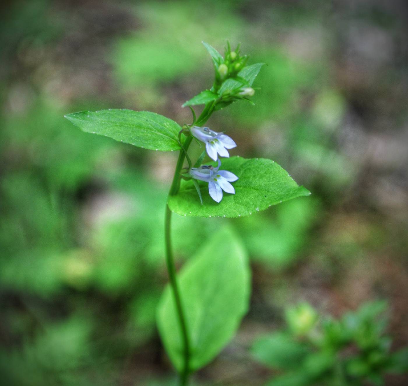 Lobelia inflata image
