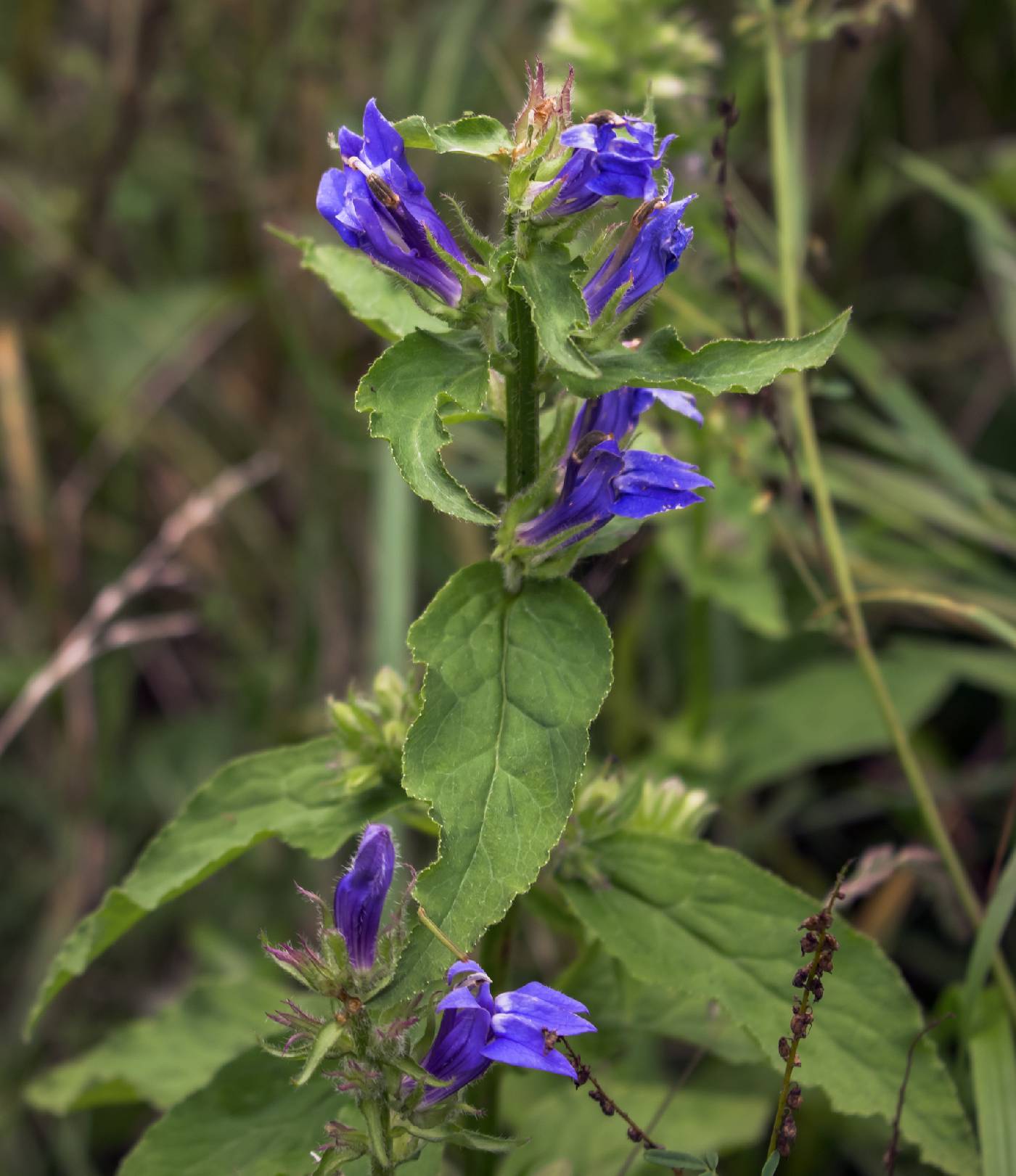Lobelia siphilitica image