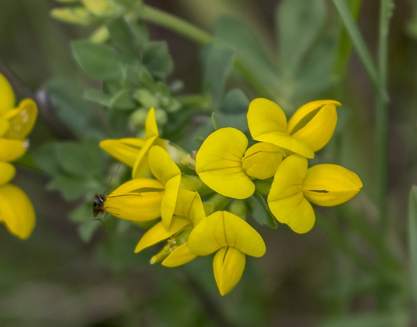 Lotus corniculatus image