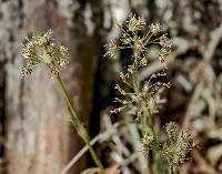 Image of Luzula acuminata
