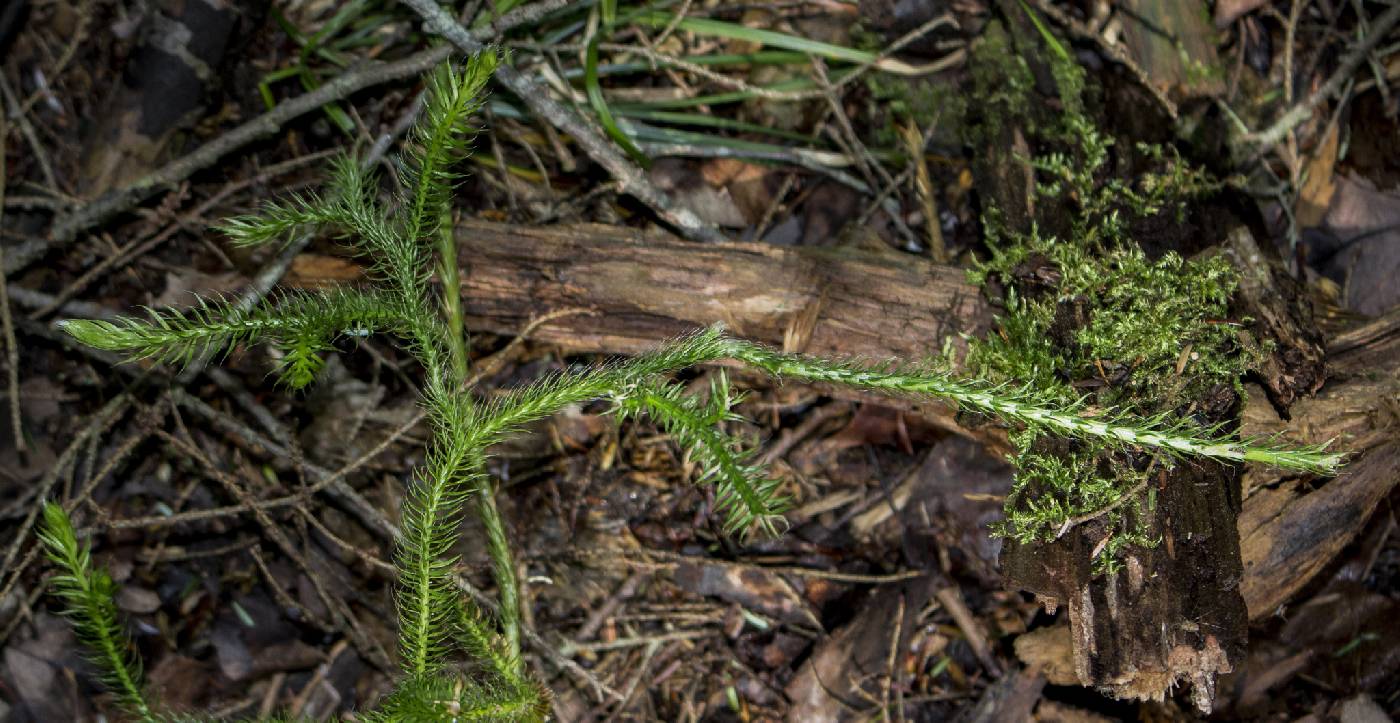Lycopodium clavatum image